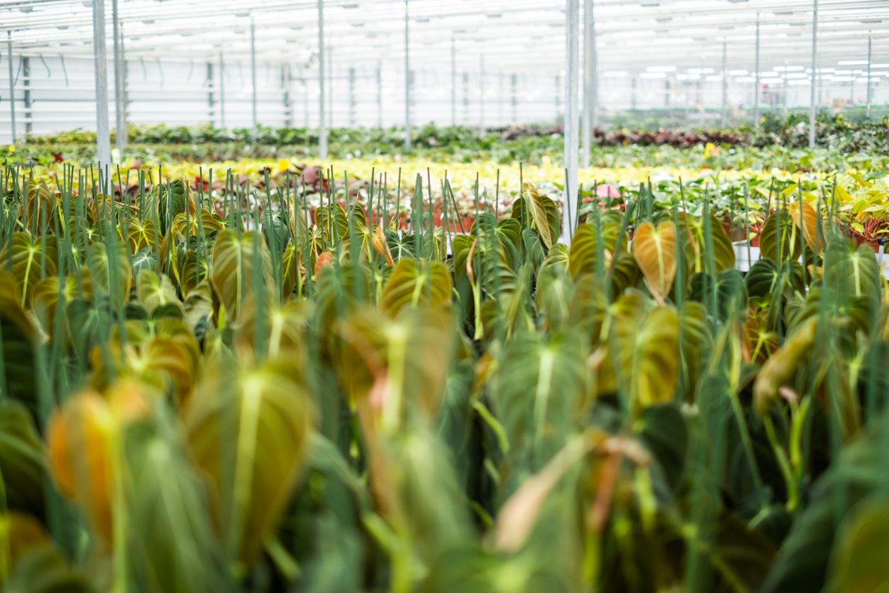 shipping plants e commerce