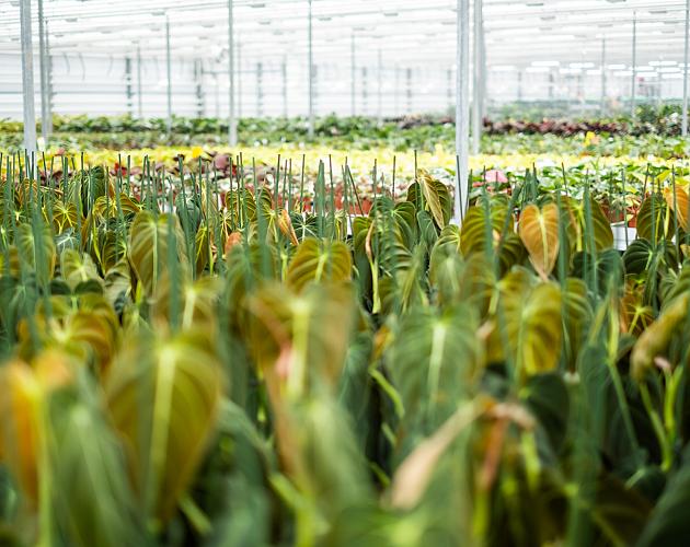 376 shipping plants e commerce